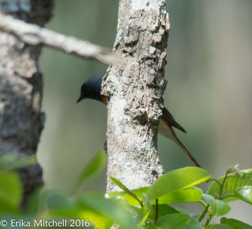 Plancia ëd Pericrocotus cinnamomeus (Linnaeus 1766)