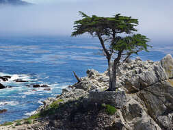 Image of Monterey cypress