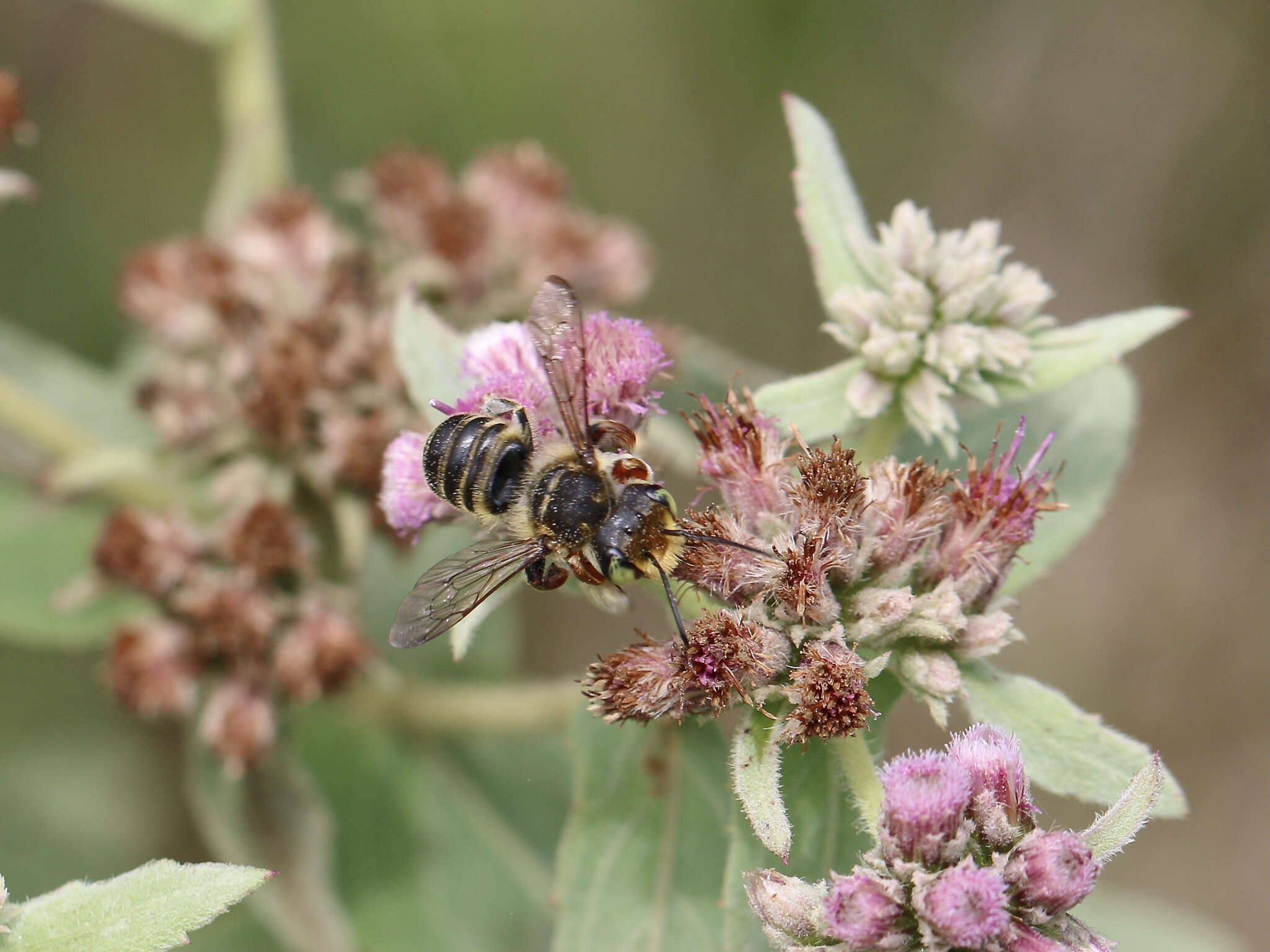 Image of White-footed Leaf-cutter Bee