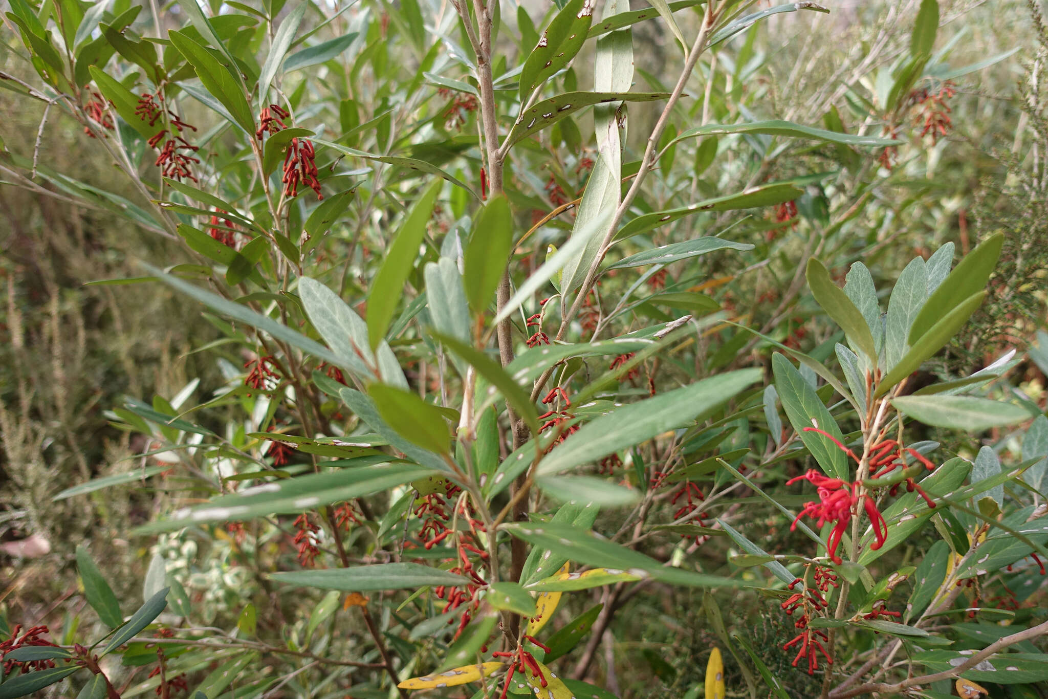 Image of Grevillea victoriae subsp. victoriae