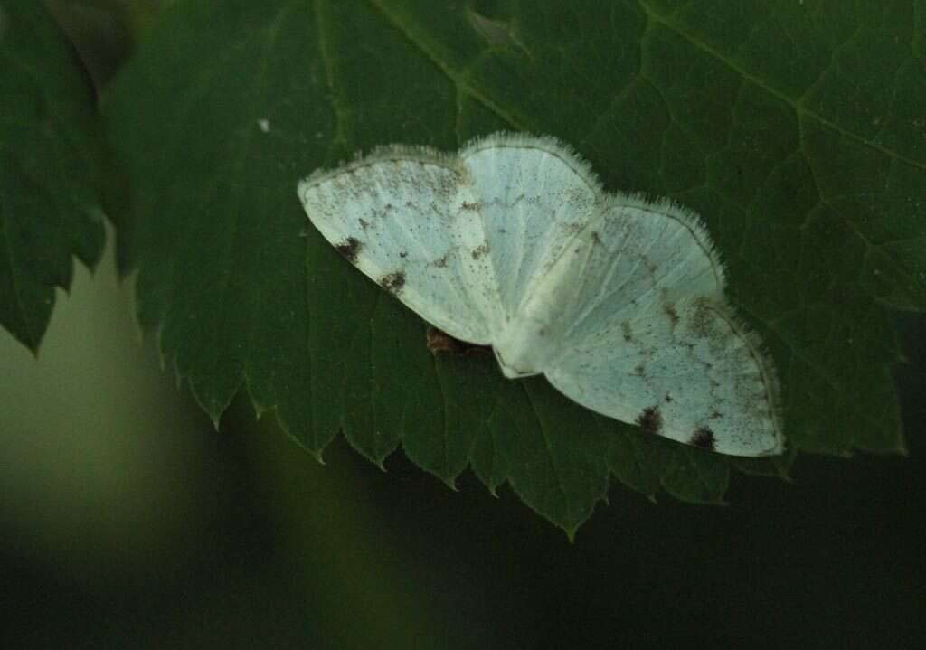 Imagem de Lomographa bimaculata Fabricius 1775