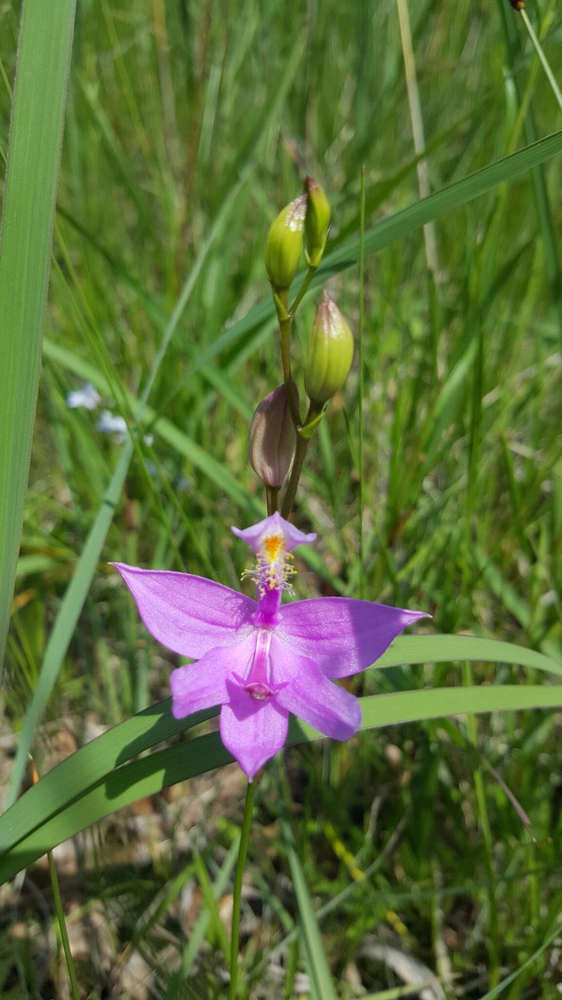 Image of Tuberous Grasspink