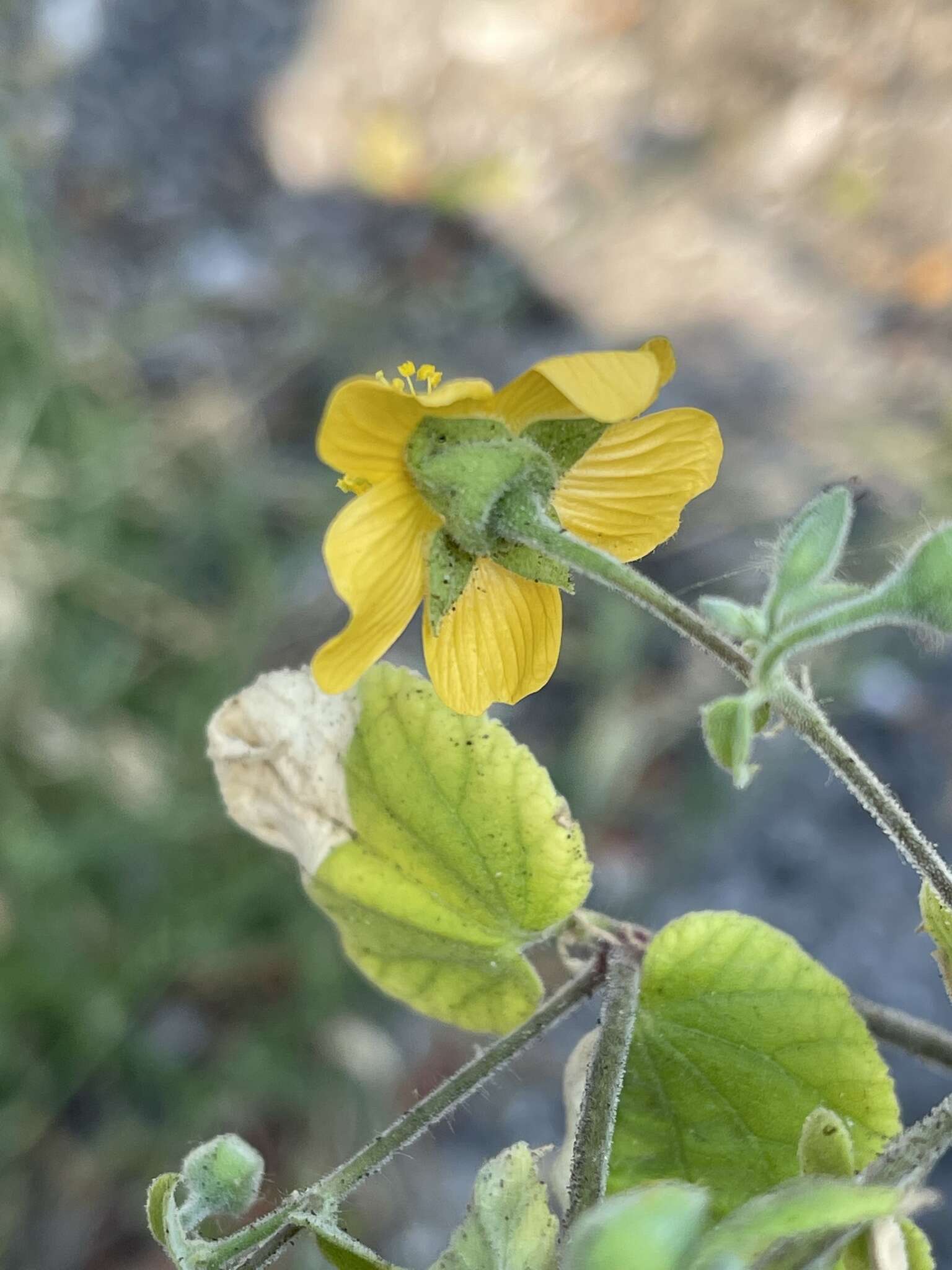 Image of Abutilon lauraster Hochr.