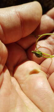 Image of Rusby's hawkweed