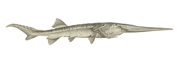 Image of Psephurus