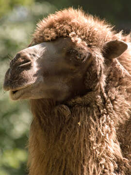 Image of Bactrian camel