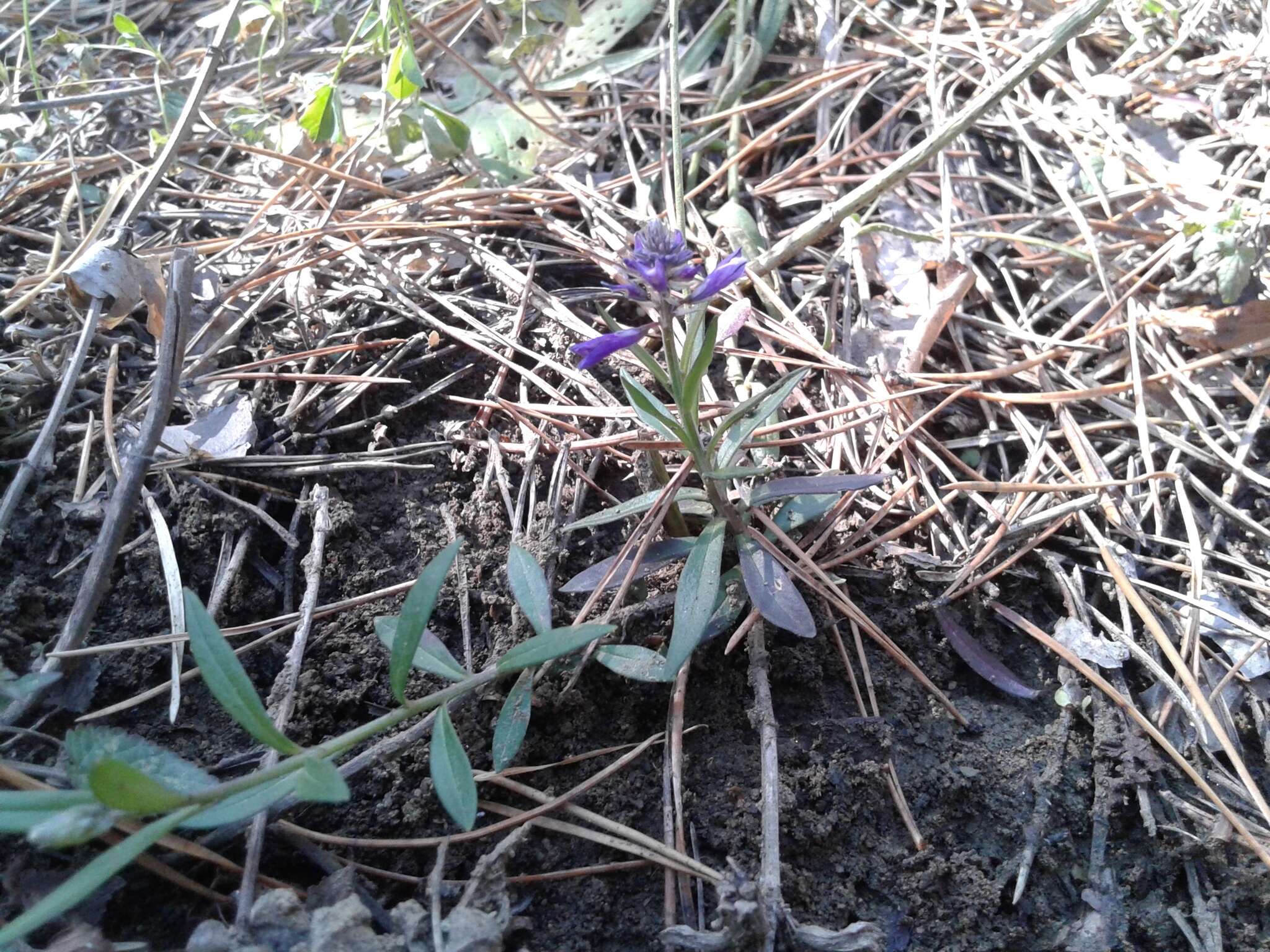 Image of Polygala hybrida Bruegg.