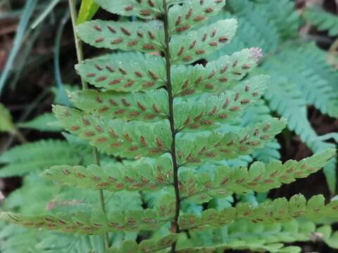 Image de Athyrium wardii (Hook.) Mak.