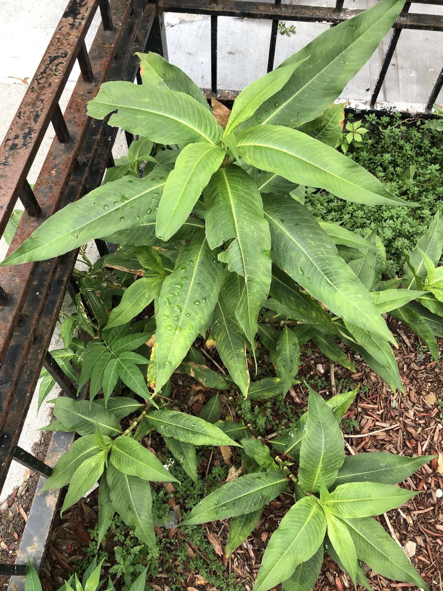 Sivun Persicaria extremiorientalis (Vorosh.) N. N. Tzvel. kuva