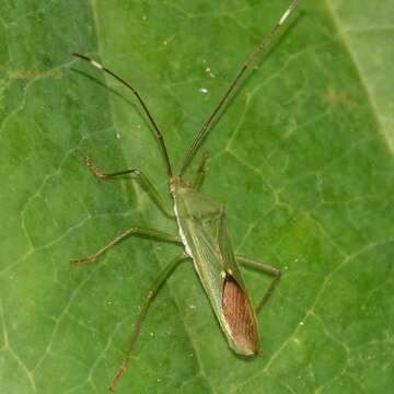 Imagem de Homoeocerus (Anacanthocoris) graminis (Fabricius 1803)