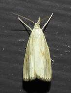 Image of Rice Stalk Borer Moth