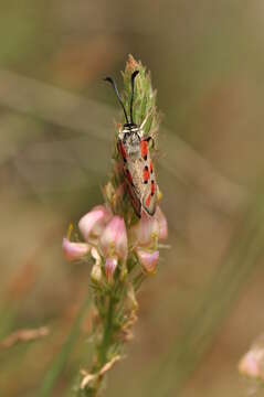 Image of Zygaena rhadamanthus Esper 1793