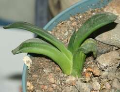 Image of Gasteria nitida var. armstrongii (Schönland) van Jaarsv.