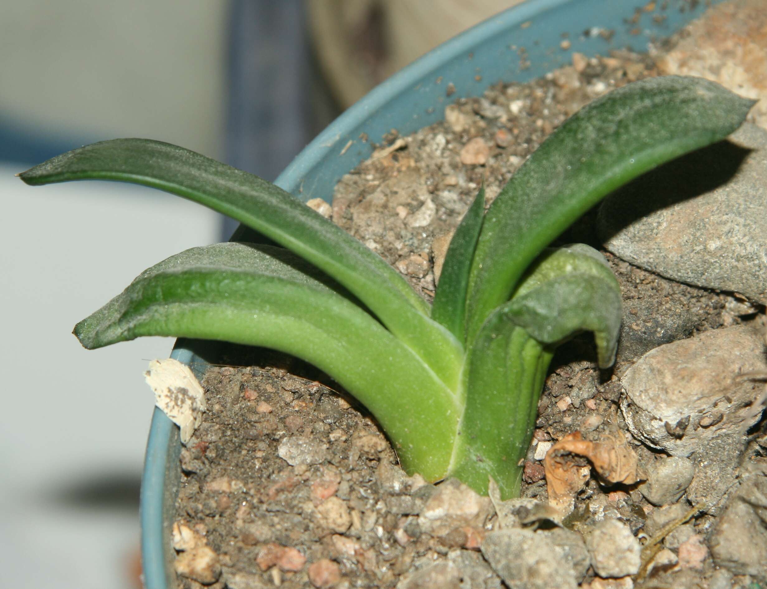 Image of Gasteria nitida var. armstrongii (Schönland) van Jaarsv.