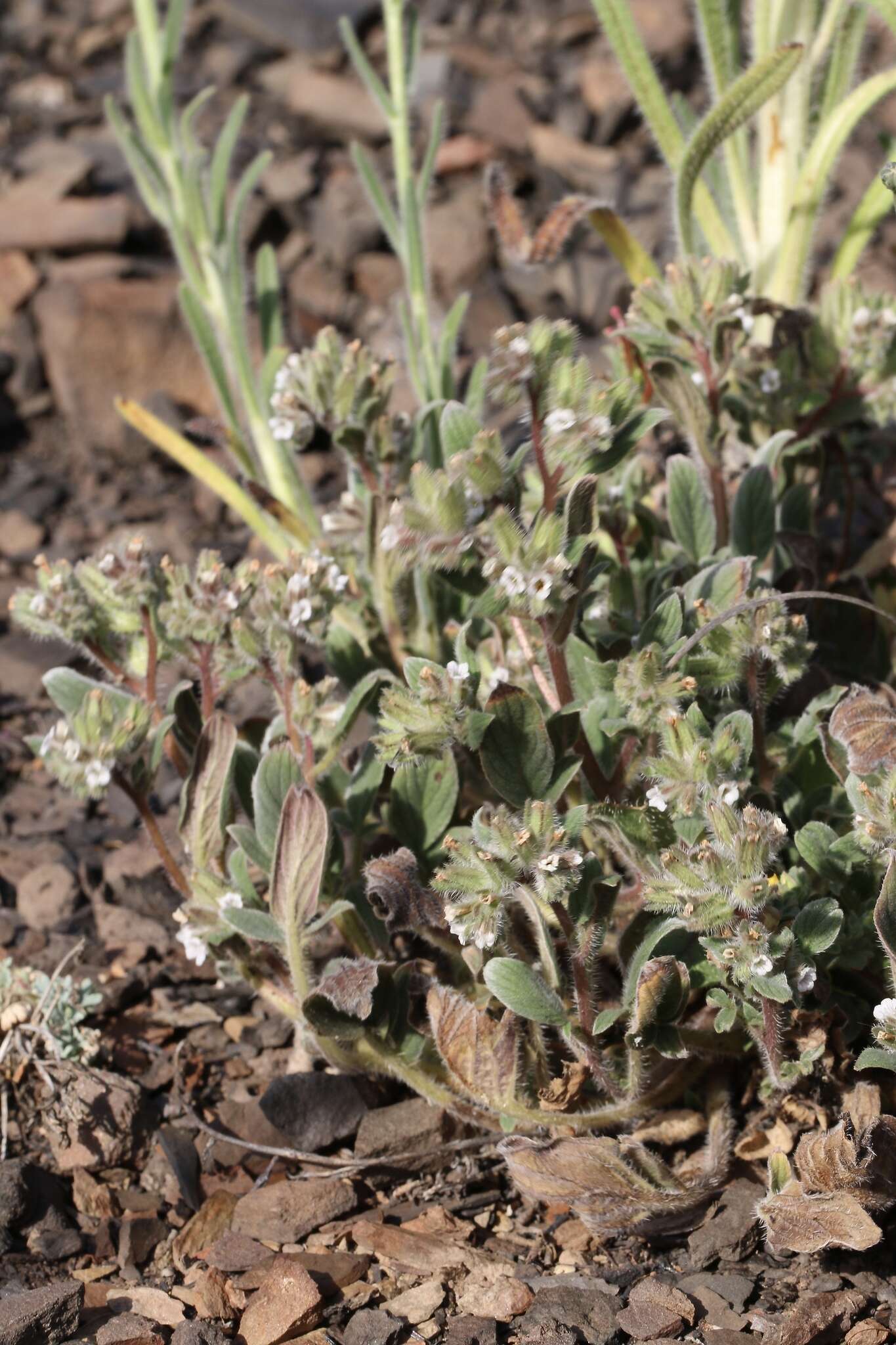 Image of Mt. Diablo phacelia