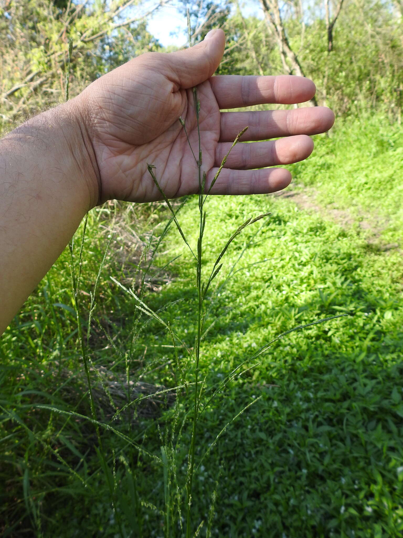 Imagem de Glyceria septentrionalis Hitchc.