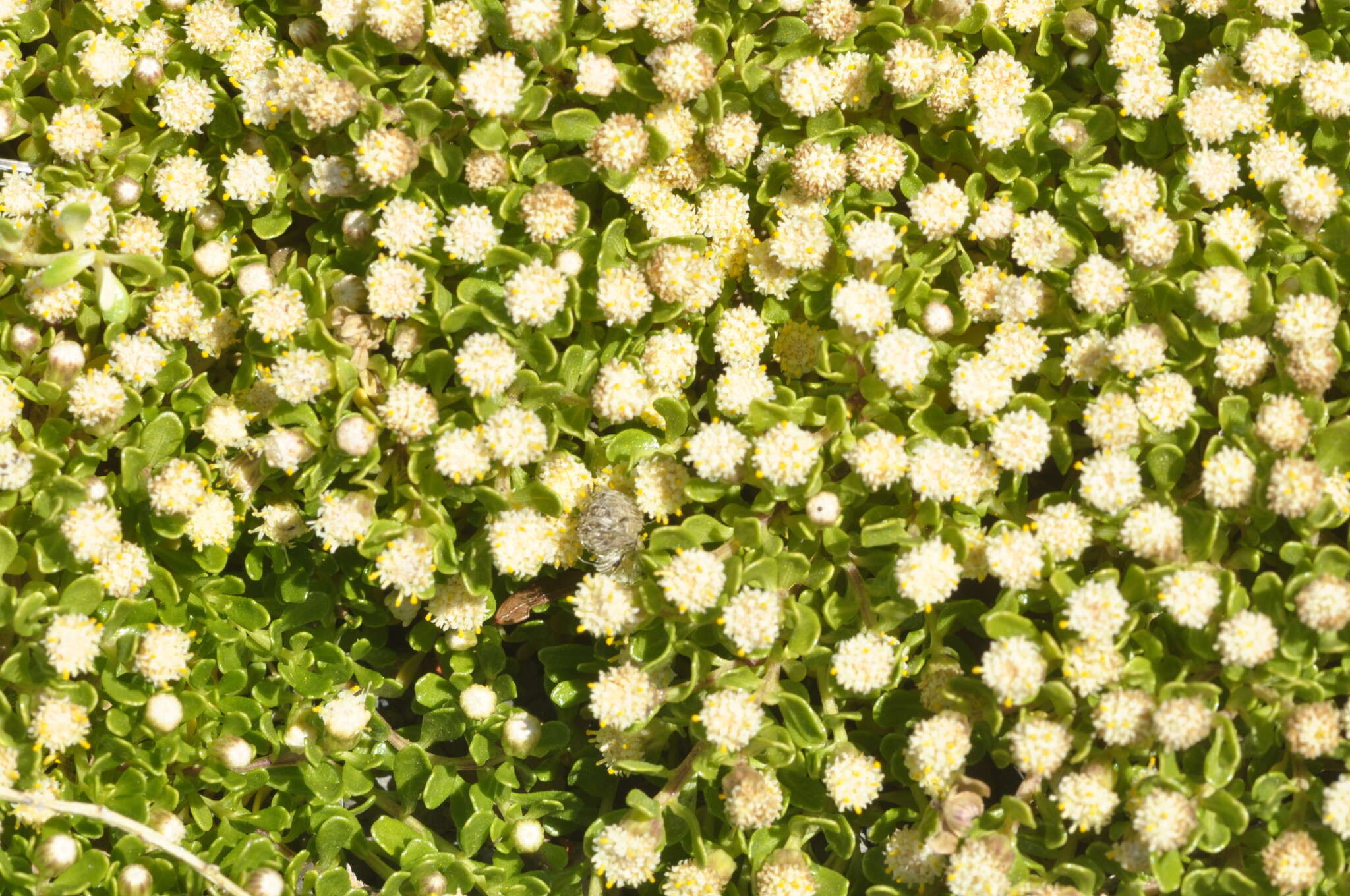 Image of Baccharis magellanica (Lam.) Pers.