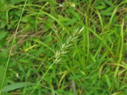 Imagem de Elymus macgregorii R. E. Brooks & J. J. N. Campb.