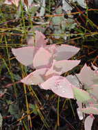 Image de Protea amplexicaulis (Salisb.) R. Br.