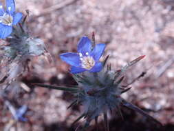 Imagem de Eriastrum virgatum (Benth.) Mason