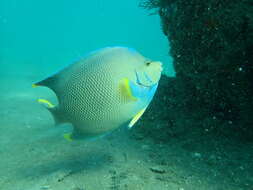 Image of Angelfish