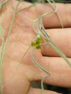 Image of Spanish moss