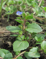 Image of Veronica acinifolia L.