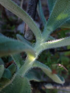 Imagem de Heliophila linearis var. reticulata (Eckl. & Zeyh.) Marais