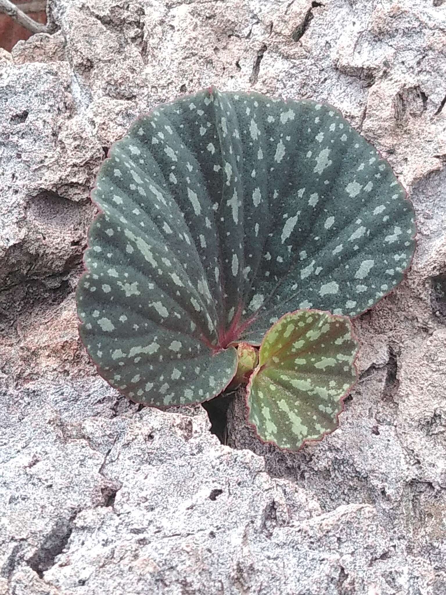 Image of Begonia tapatia Burt-Utley & McVaugh