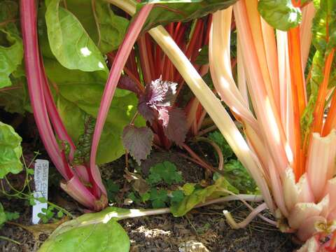 Image of Beta vulgaris subsp. vulgaris Cicla