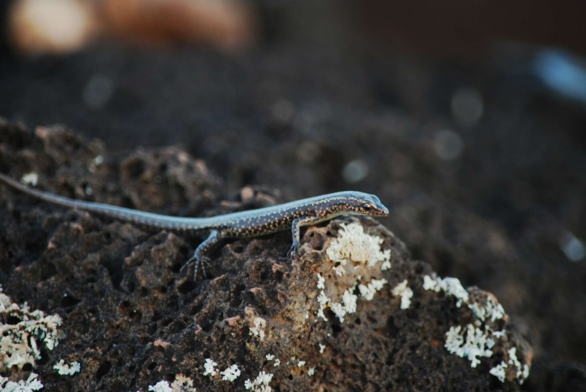 Image of Mottled Snake-eyed Skink