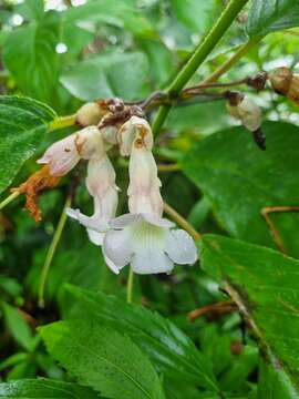 Image of <i>Liebigia horsfieldii</i>