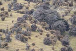 Plancia ëd Kunzea robusta de Lange & Toelken