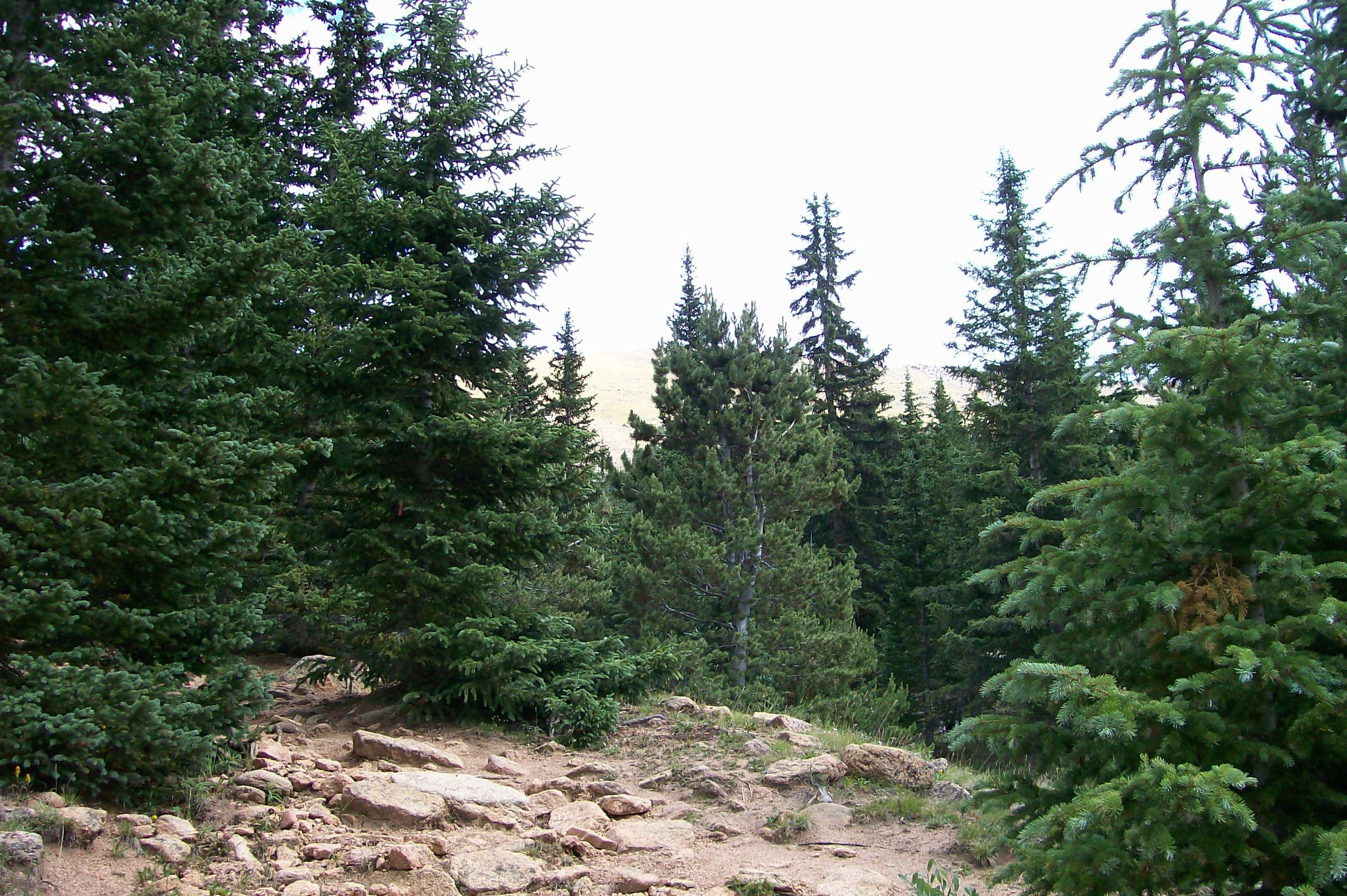 Image of Limber Pine