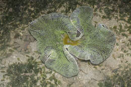 Image of Haddon's Carpet Anemone