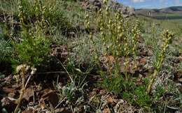 Artemisia pubescens var. monostachya (Bunge ex Maxim.) Y. R. Ling resmi