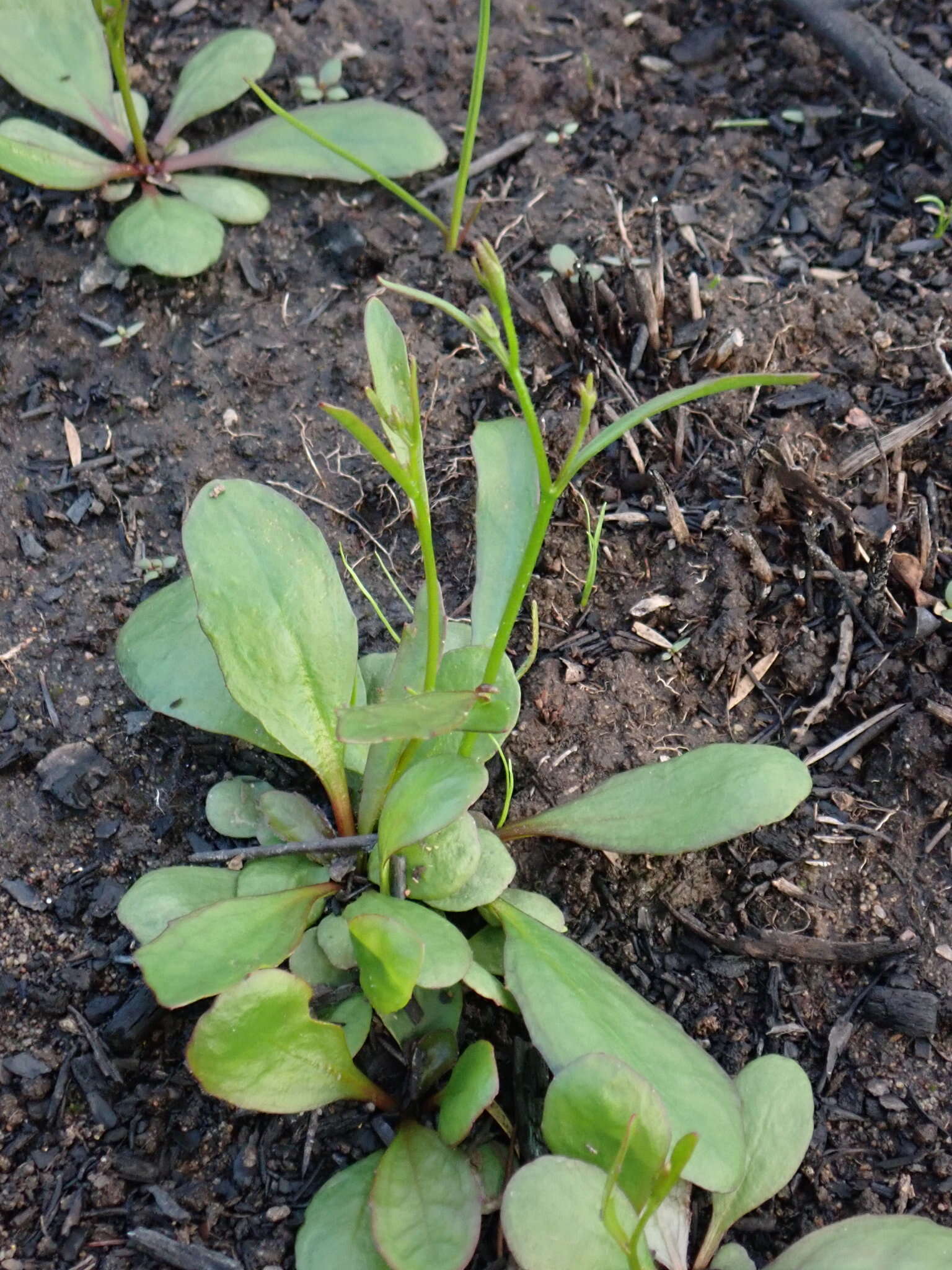 Image de Goodenia paniculata Sm.