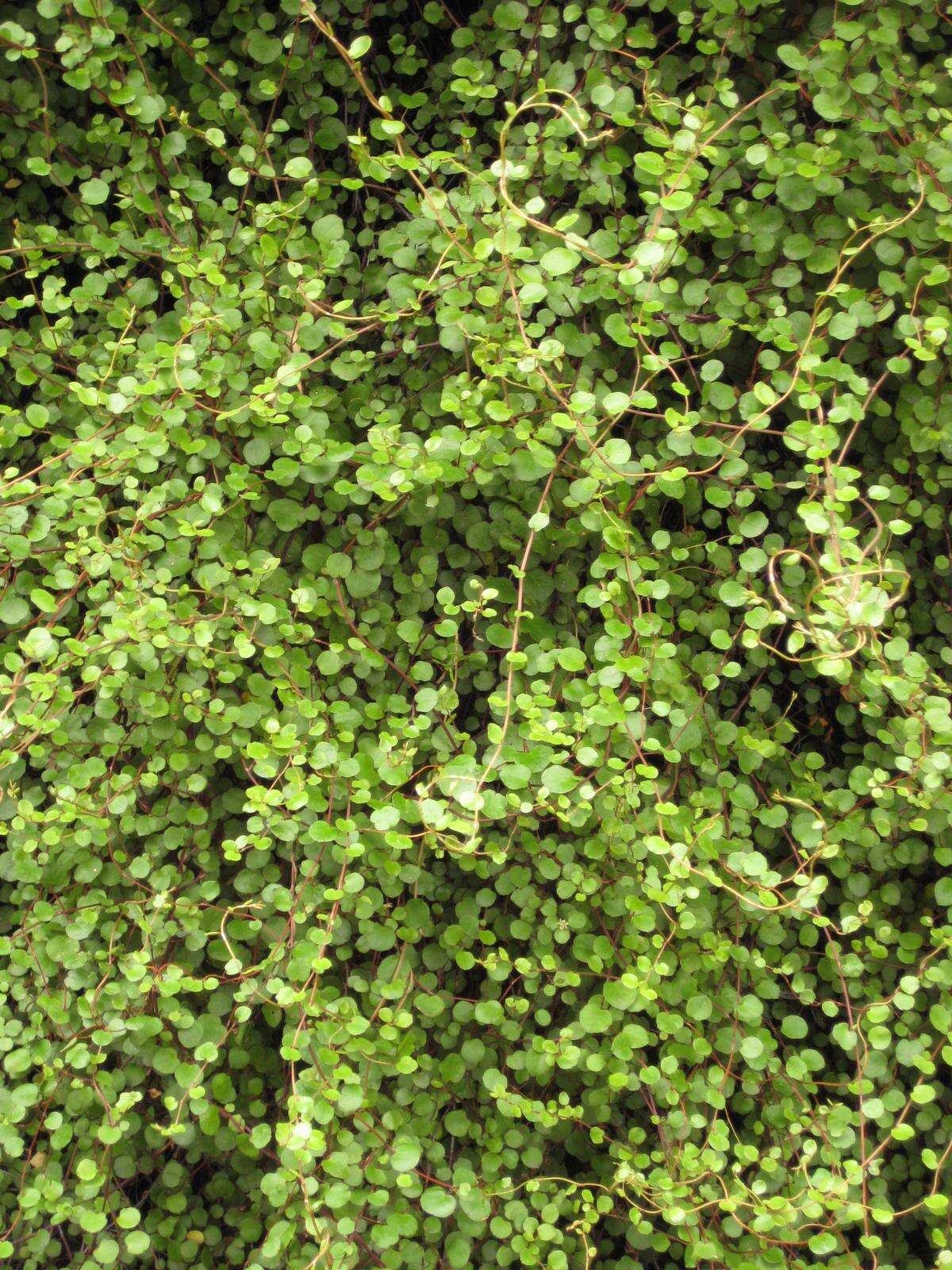 Image of maidenhair vine