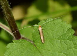 Image de Nematopogon swammerdamella Linnaeus 1758