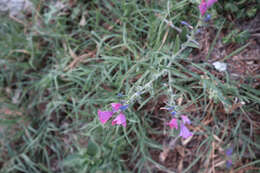 Echium vulgare subsp. pustulatum (Sm.) E. Schmid & Gams的圖片