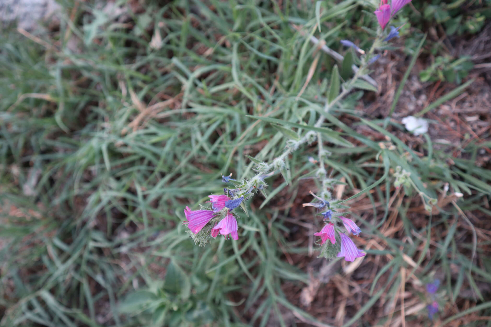 Echium vulgare subsp. pustulatum (Sm.) E. Schmid & Gams的圖片