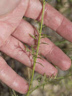 Image of foothill gilia