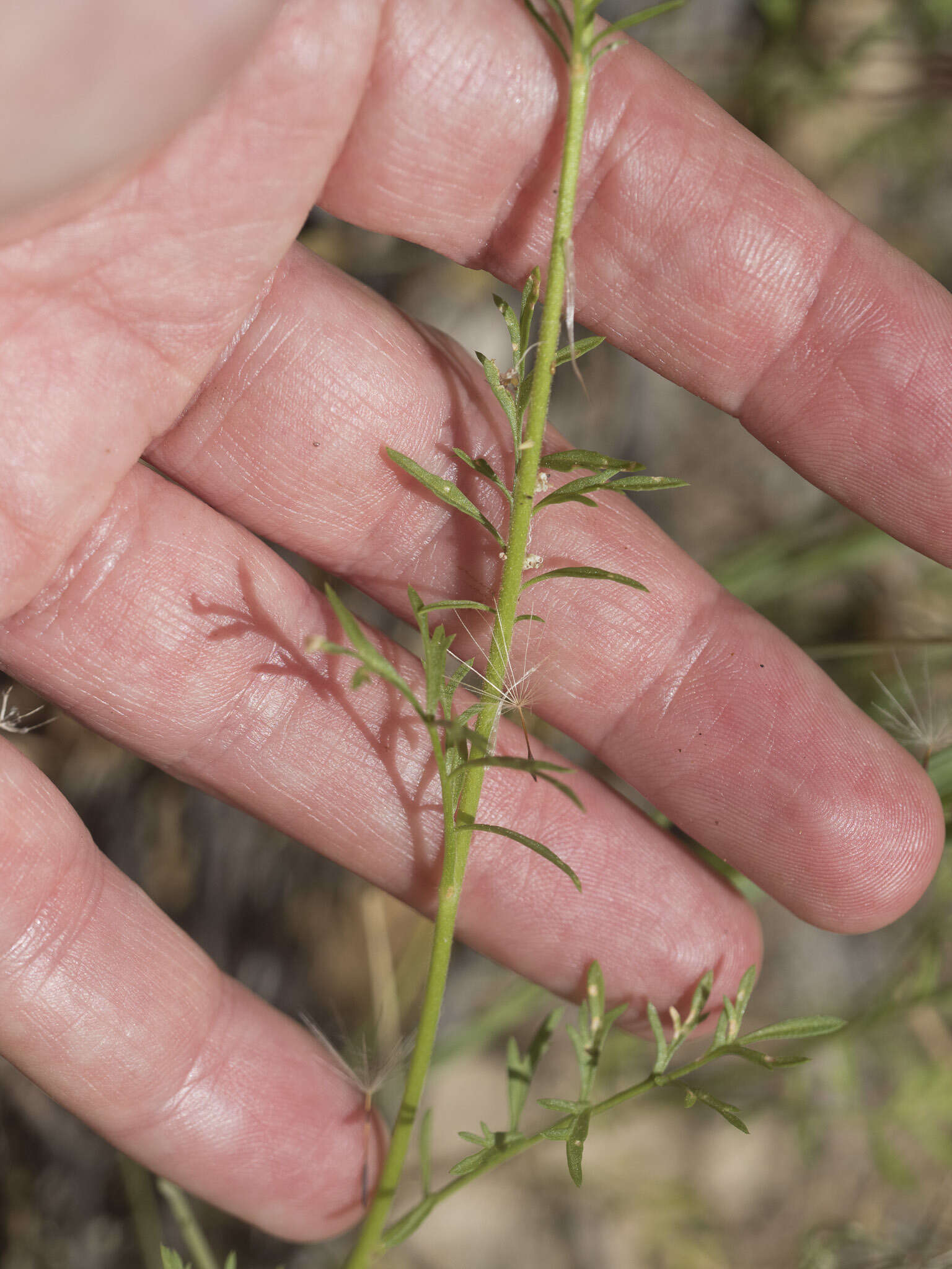 Image of foothill gilia