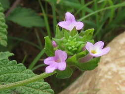 Image de Lantana rugosa Thunb.