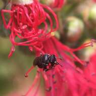 Image of Hylaeus philoleucus (Cockerell 1910)