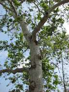 Platanus racemosa Nutt. ex Audubon的圖片