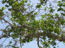 Imagem de Platanus racemosa Nutt. ex Audubon