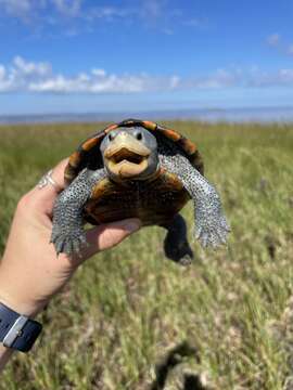 Image of Malaclemys terrapin macrospilota (Hay 1904)