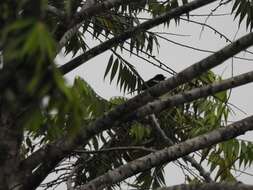 Image of White-shouldered Tanager