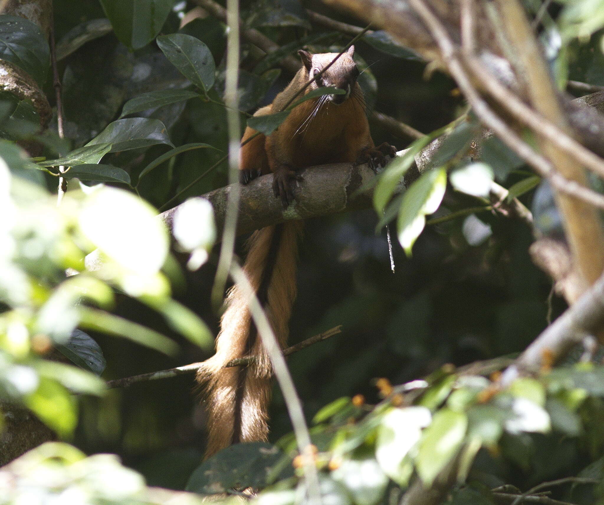 Image of Cream-coloured giant squirrel